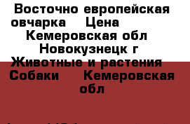 Восточно европейская овчарка! › Цена ­ 25 000 - Кемеровская обл., Новокузнецк г. Животные и растения » Собаки   . Кемеровская обл.